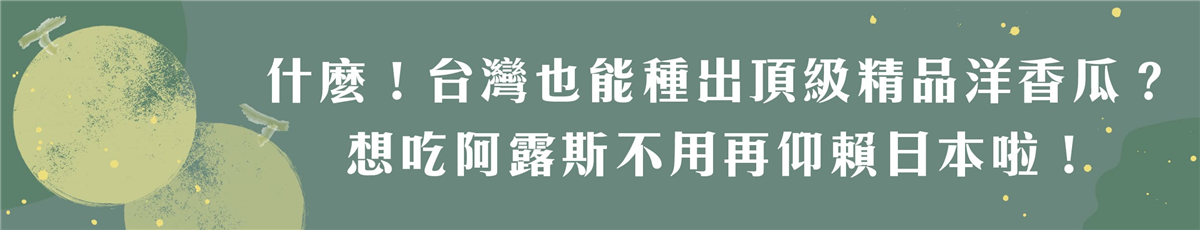 什麼！台灣也能種出頂級精品洋香瓜？想吃阿露斯洋香瓜不用再仰賴日本啦！